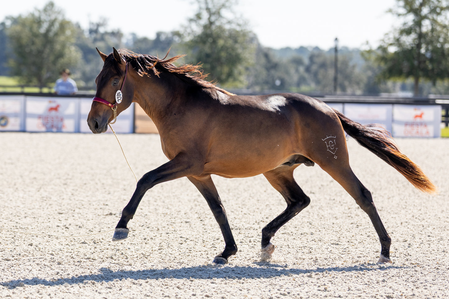 Fiesta Ocala - Bronze Sponsor